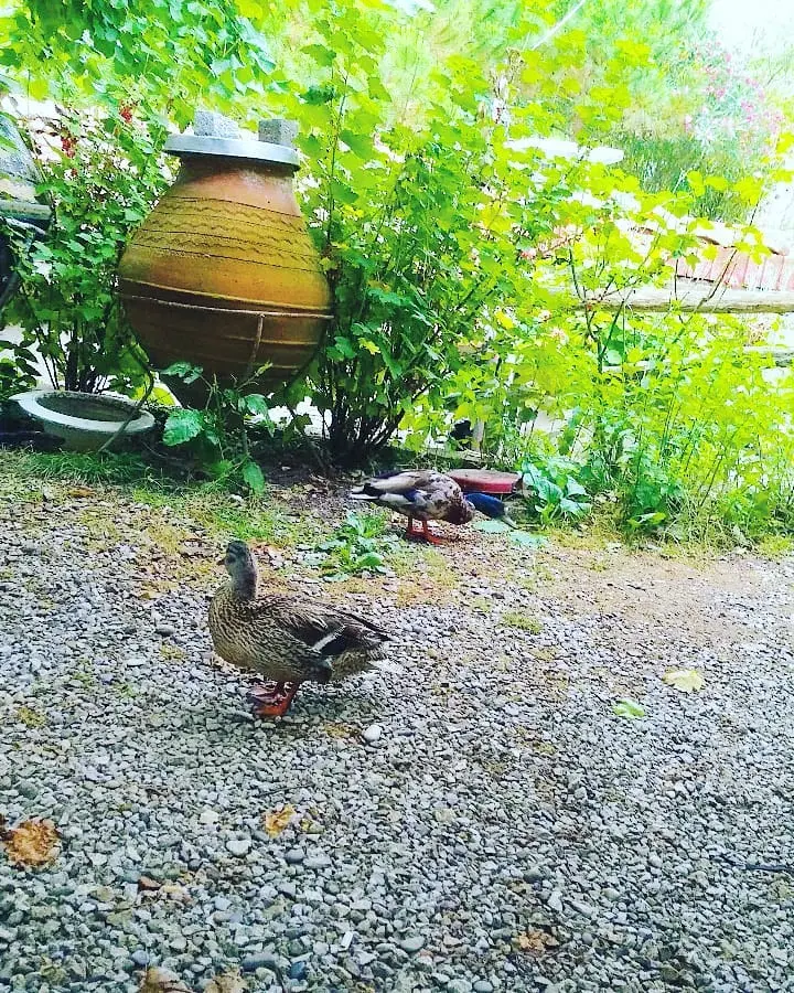 Beşiroğlu Restoran&amp;Cafe Camping Fotoğrafı