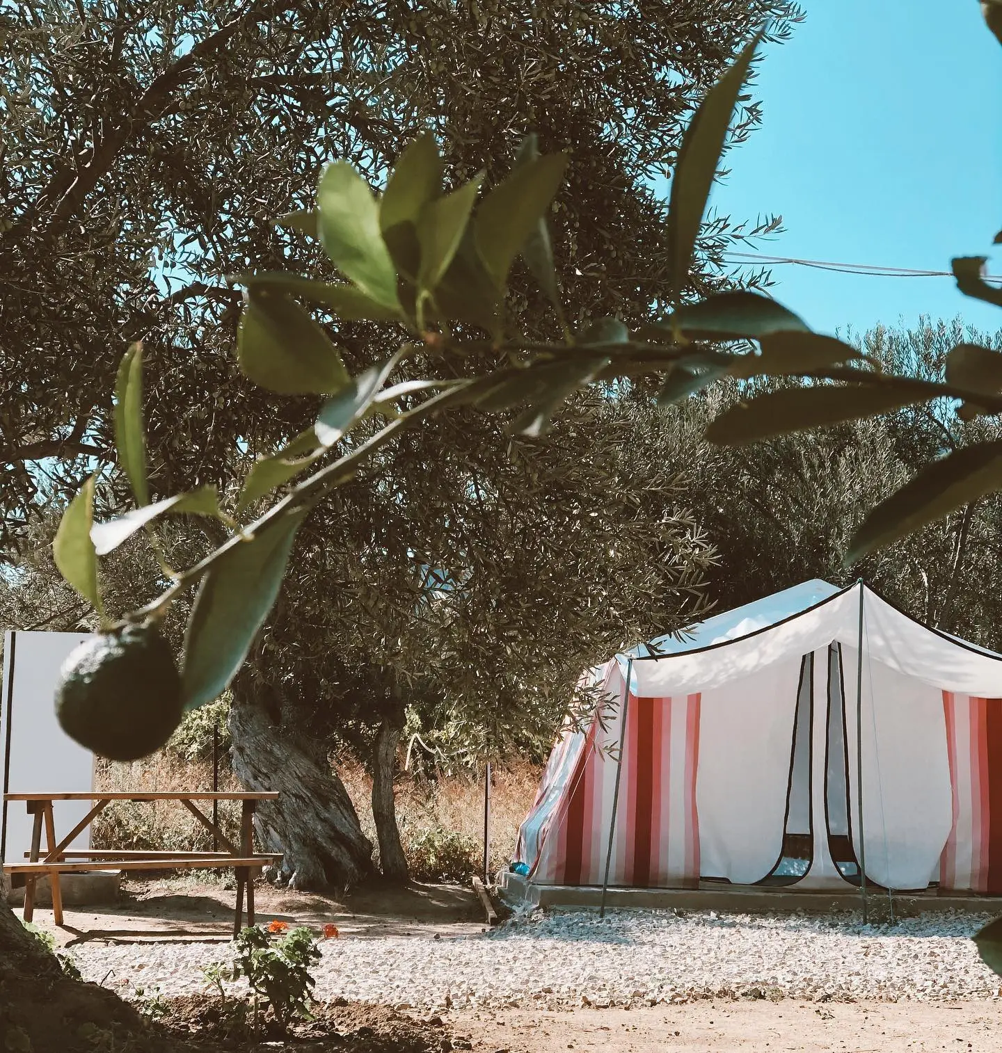 Zeus Beach &amp; Camping Fotoğrafı