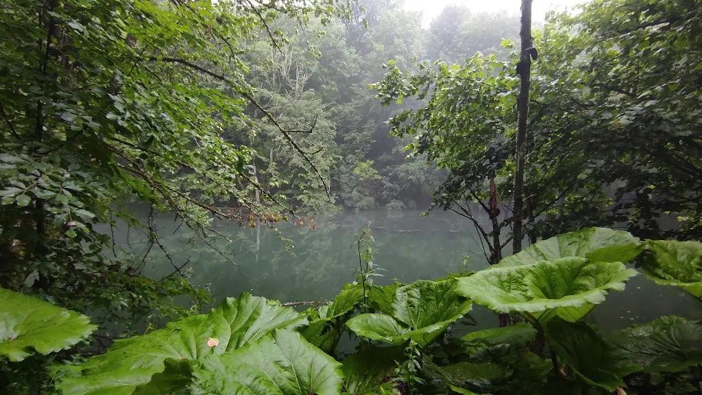 Yedigöller Kamp Alanı Fotoğrafı