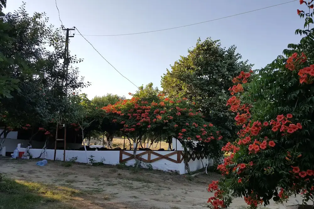 Dama Kamp Fotoğrafı