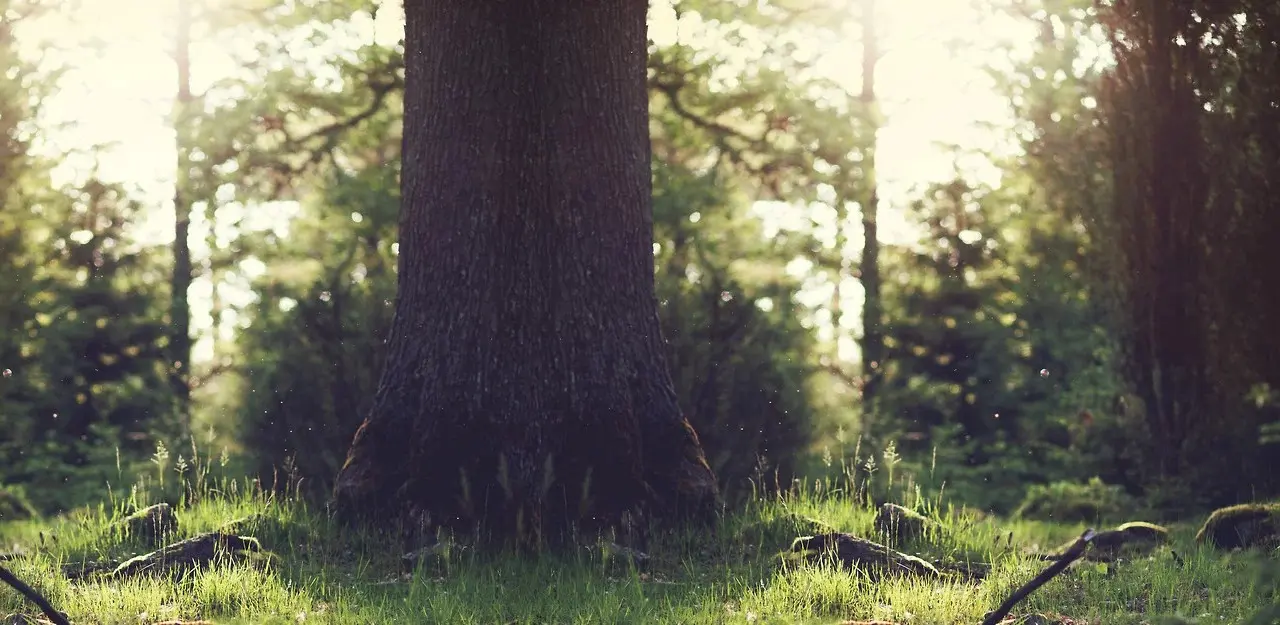 Güzelyalı Çamlık Park Fotoğrafı