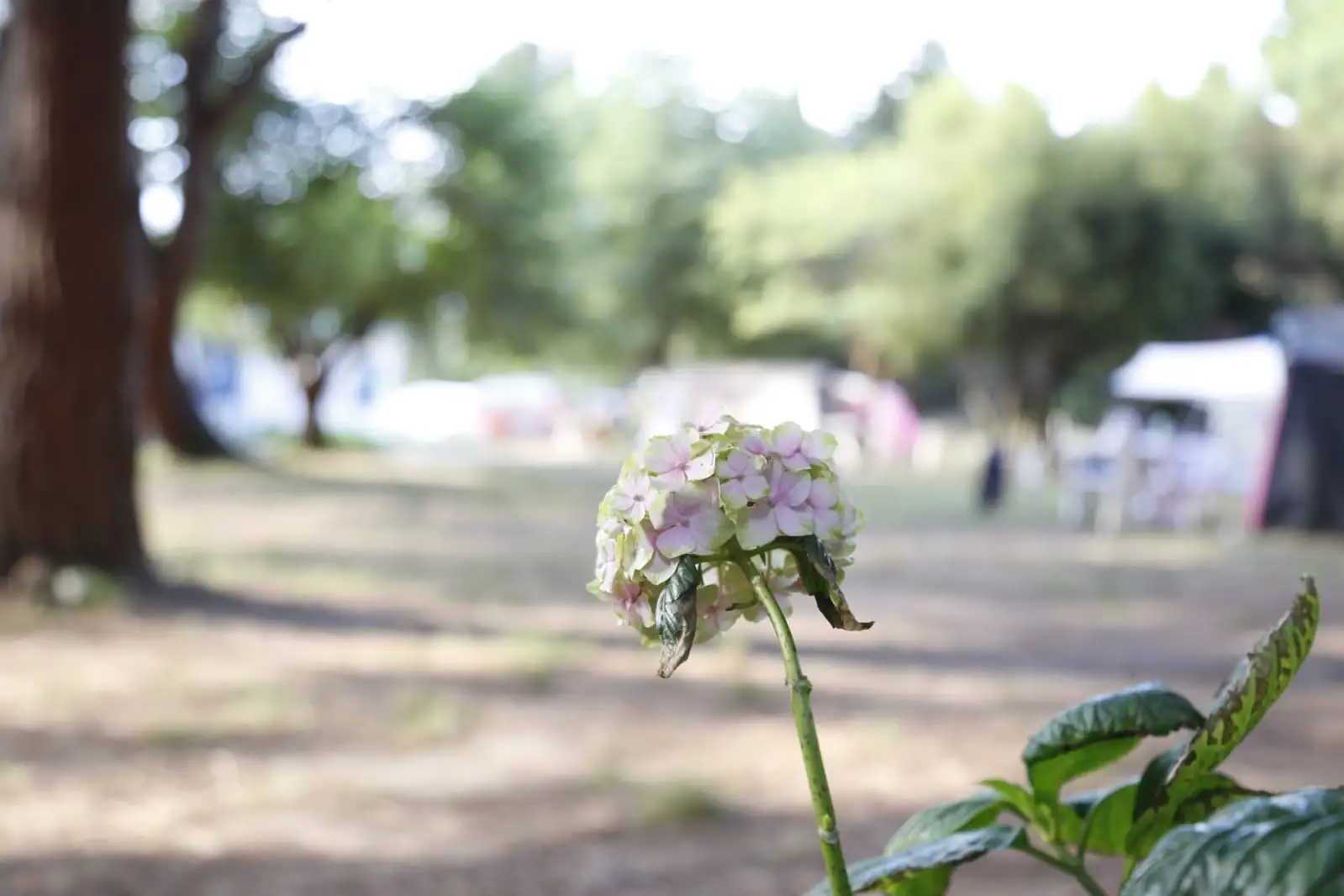 Camping Kapıdağ Fotoğrafı