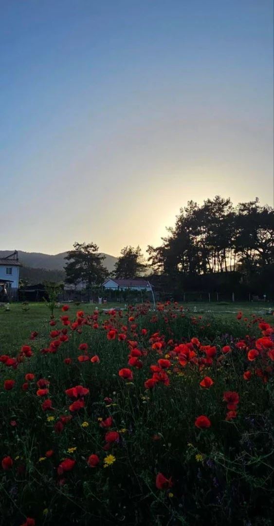 Kampyer Fotoğrafı - 1000126600