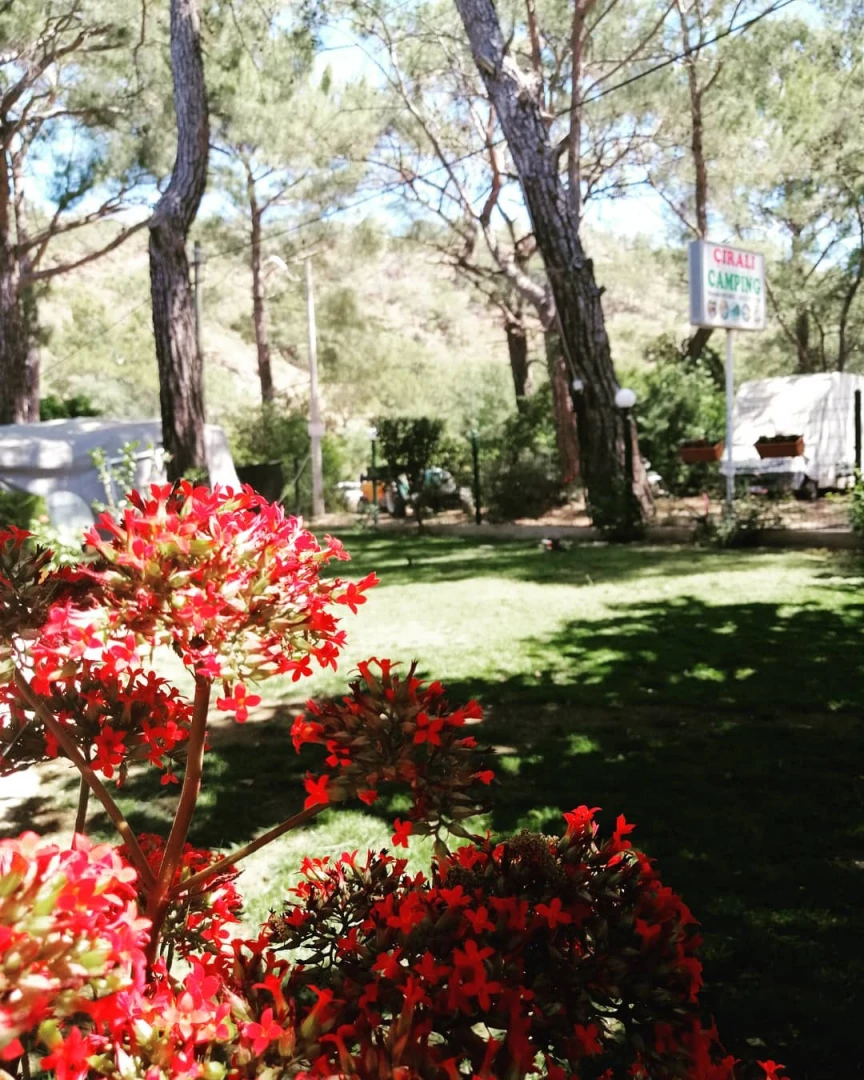 Çıralı Camping, ağaçlar, kırmızı çiçekler