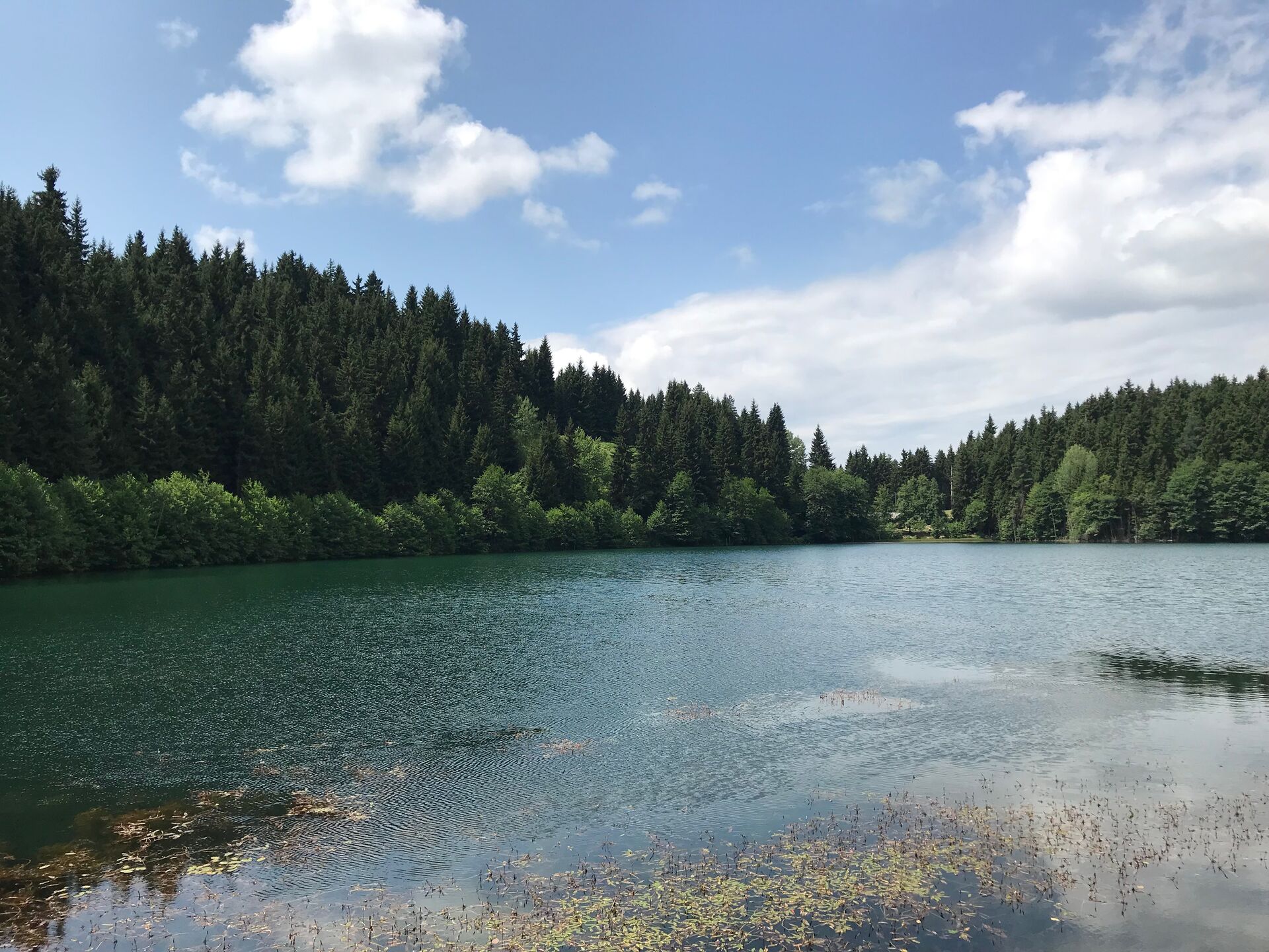 Karagöl Tabiat Parkı Artvin Orman Manzarası